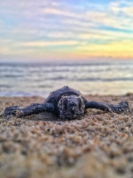 Puerto Escondido Sea Turtle