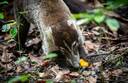 Cahuita National Park