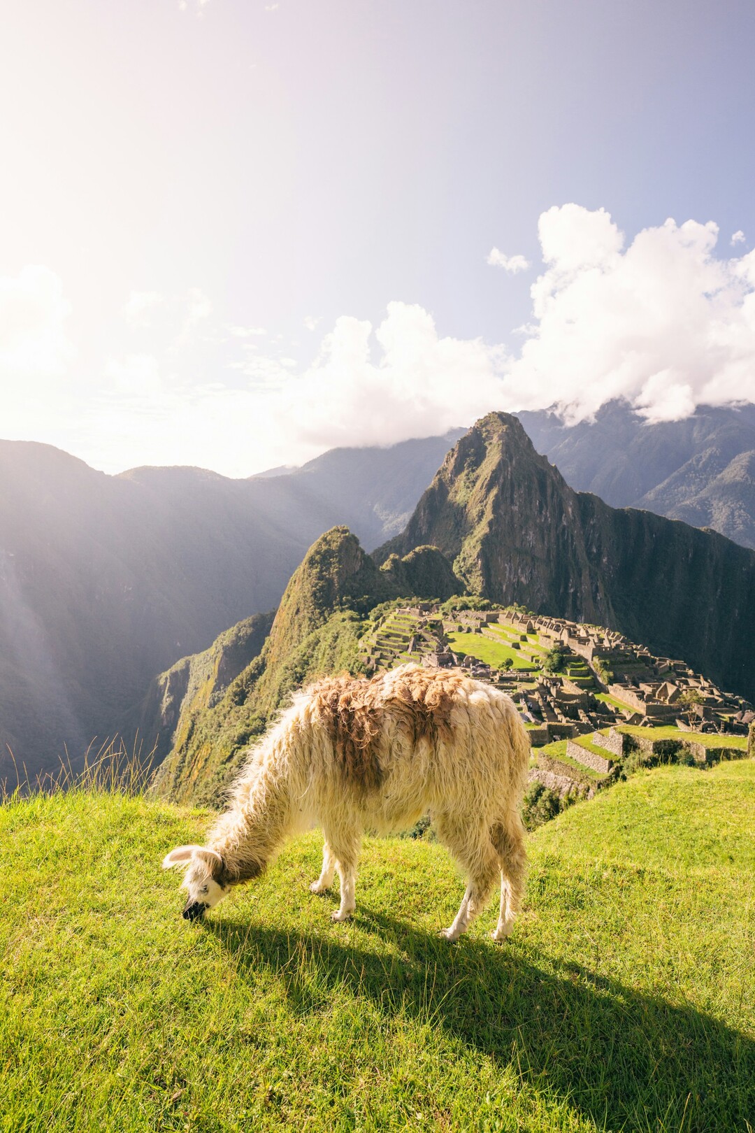 Machu Picchu llama