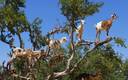 Morocco goat trees