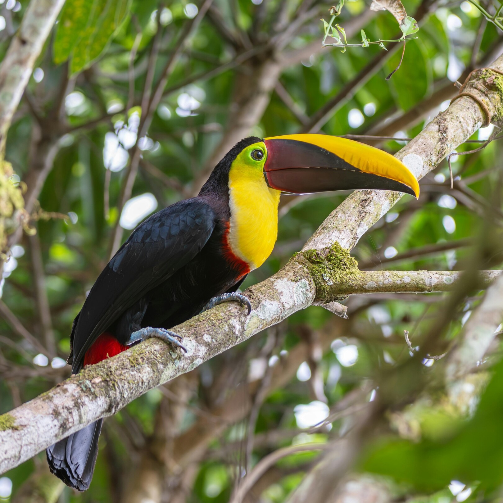 Costa Rica toucan - featured