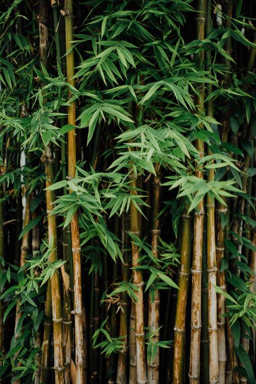 Bamboo forest trek