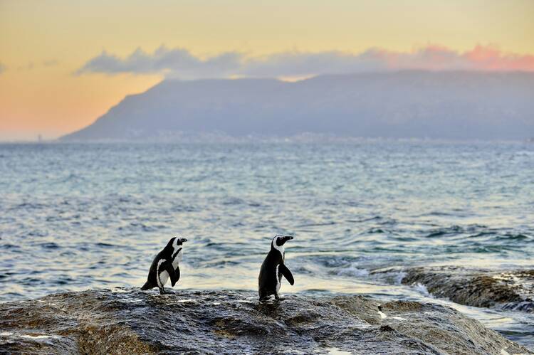 Penguins, Cape Town South Africa