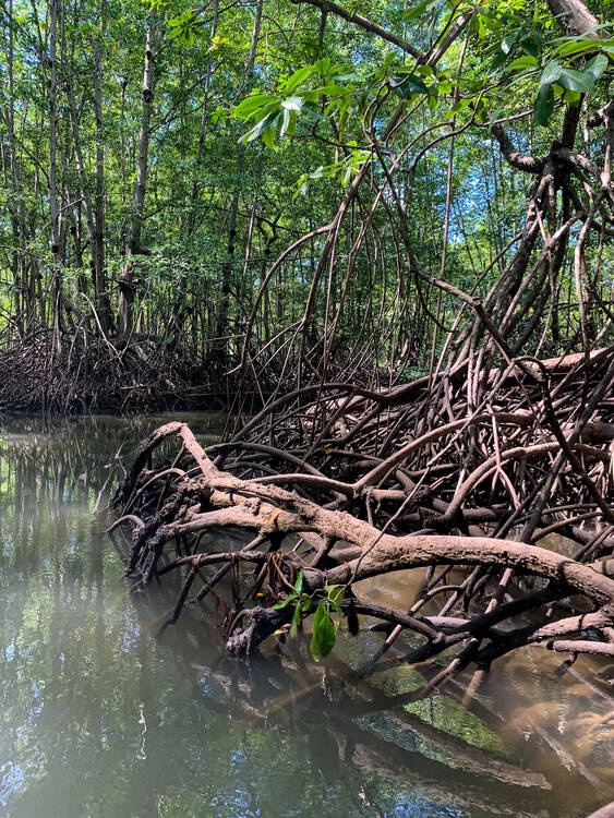 Damas Island mangrove boat tour