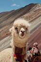 A llama on Rainbow Mountain