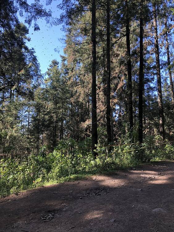 Monarch Butterfly Biosphere Reserve