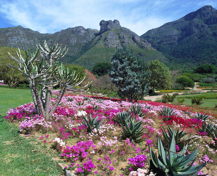 Kirstenbosch Gardens Cape Town