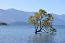 That Wanaka Tree