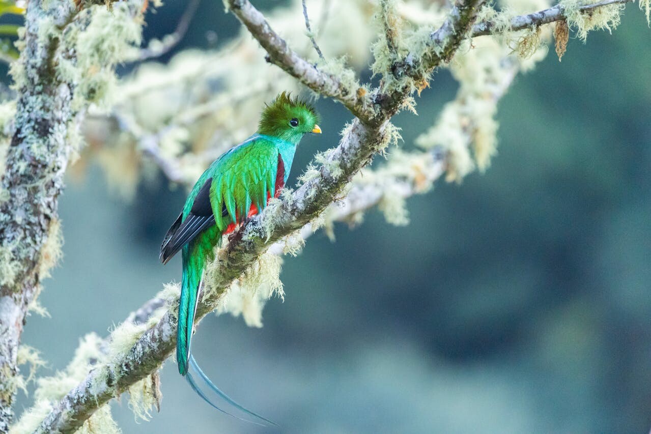 Resplendent Quetzal / San Gerardo de Dota