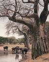 Tarangire National Park