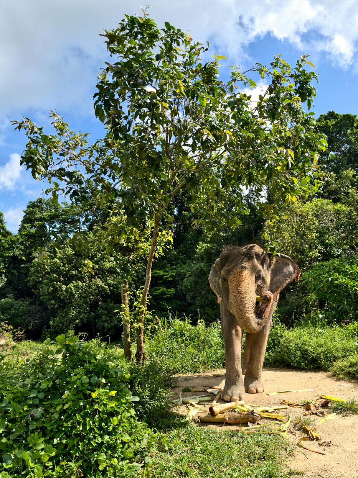 Thailand - elephant