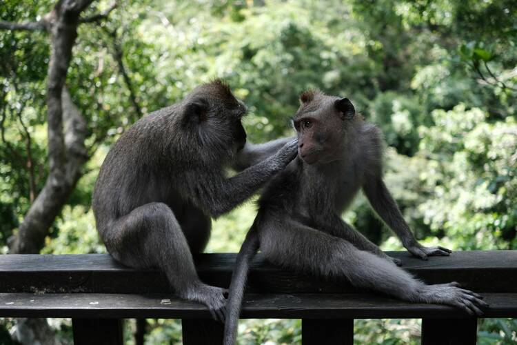 Ubud Monkey Forest