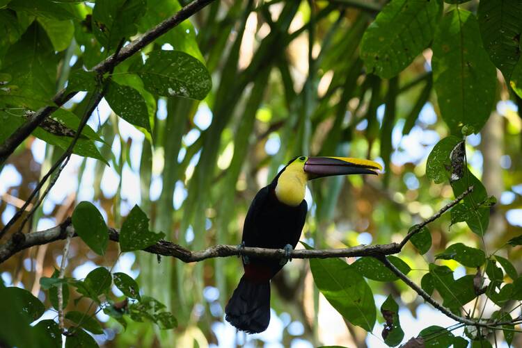 Manuel Antonio National Park birds