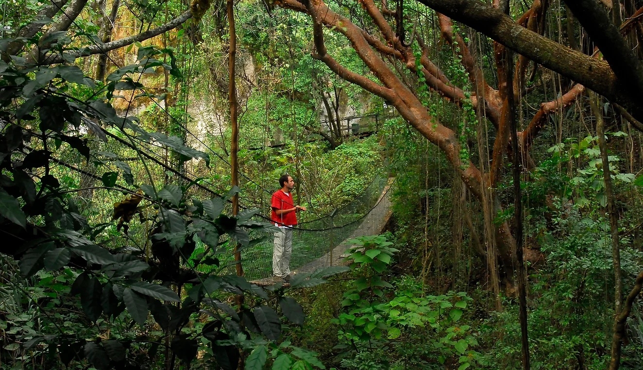 The Yoga Forest Retreat Center