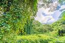 Manoa Falls Trail