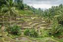 Tegalalang Rice Terrace, Ubud, Bali, Indonesia