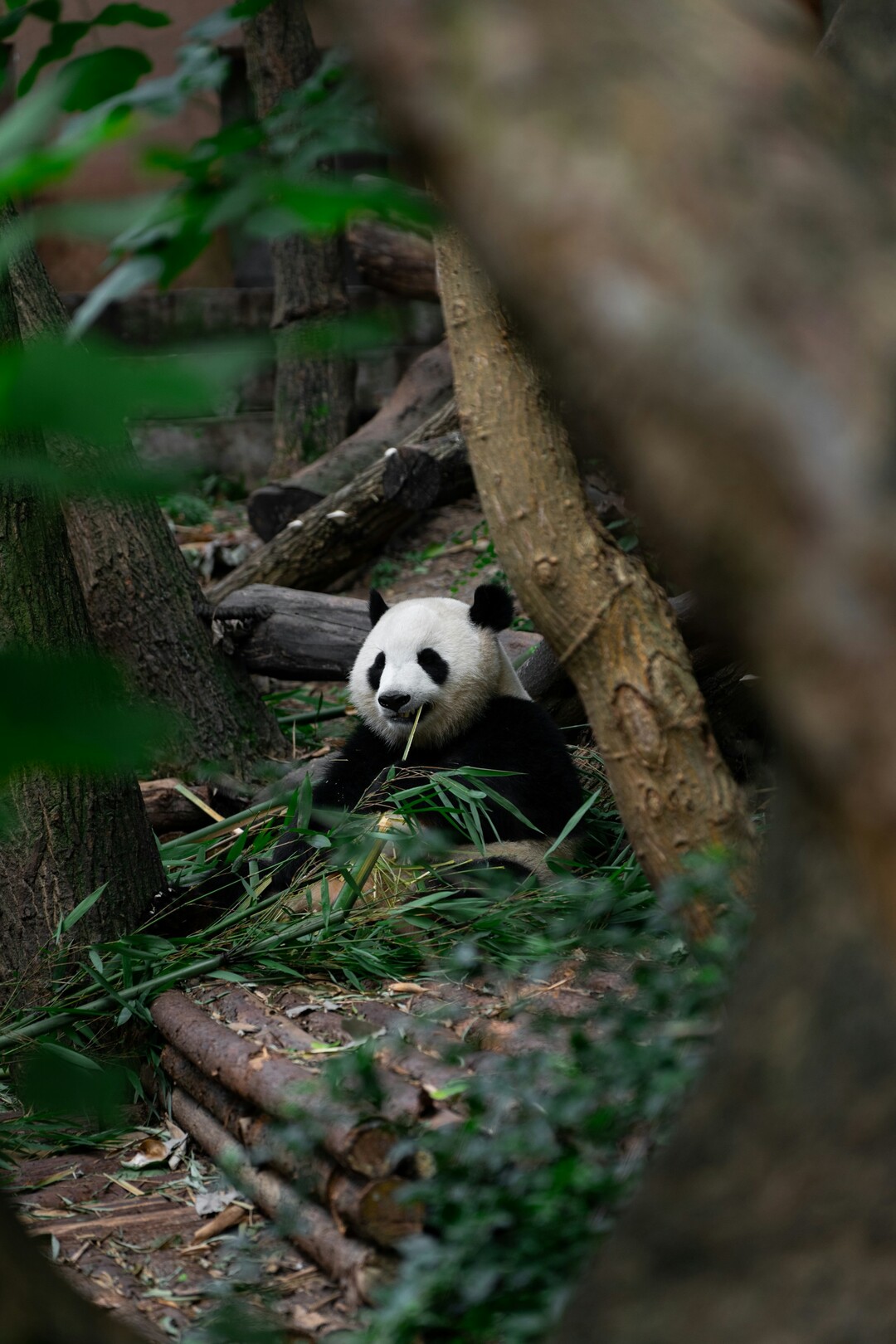 Chengdu panda