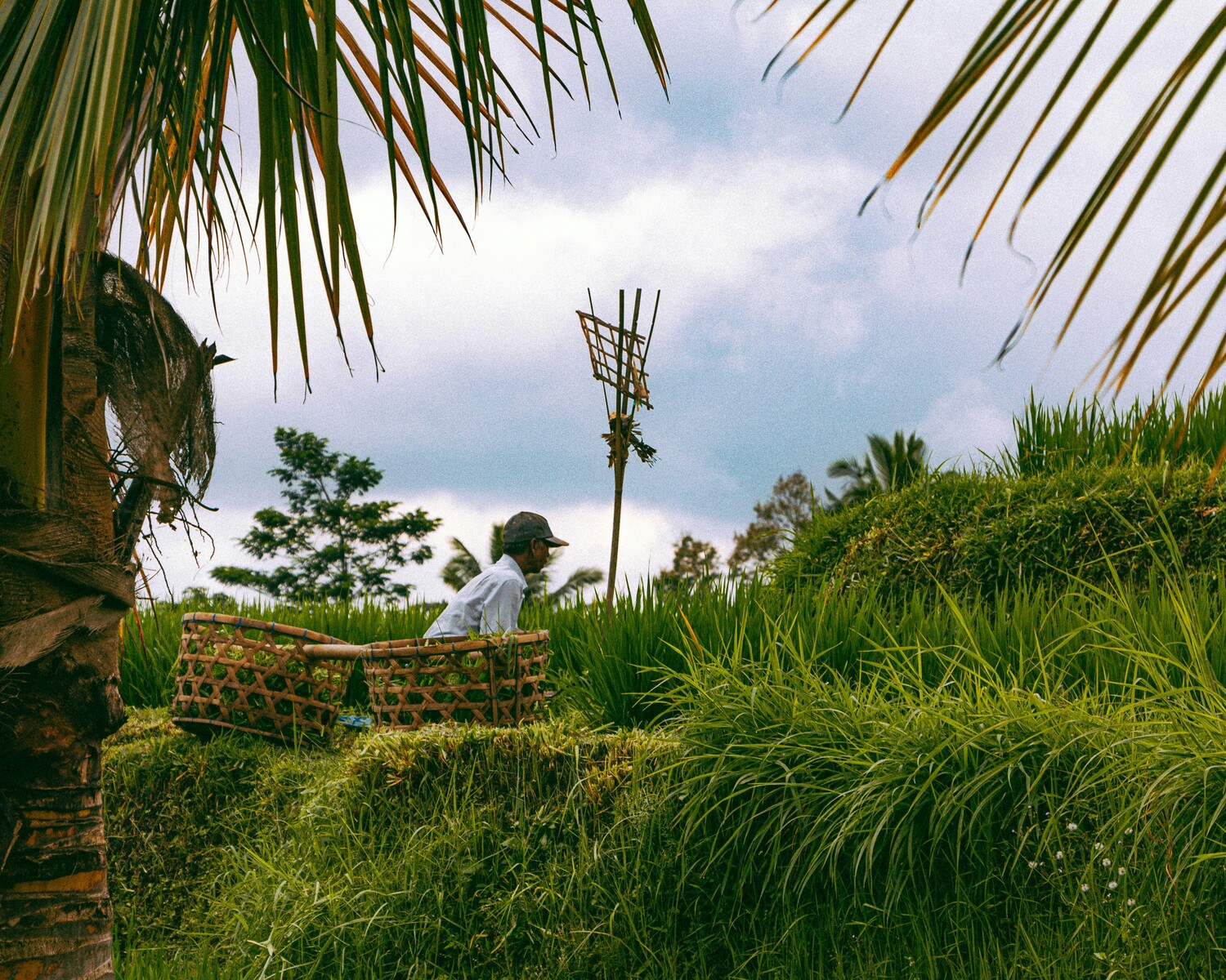 Jatuliwih rice terraces, Bali