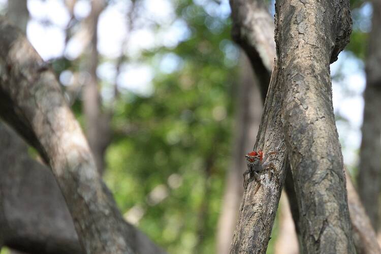 Damas Island crab