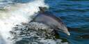 Photo via Enter Costa Rica dolphin watching