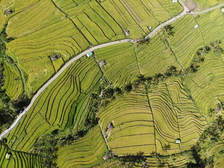 Jatiluwih rice terraces