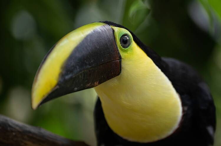 Tortuguero toucan