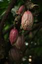 Cacao fruit