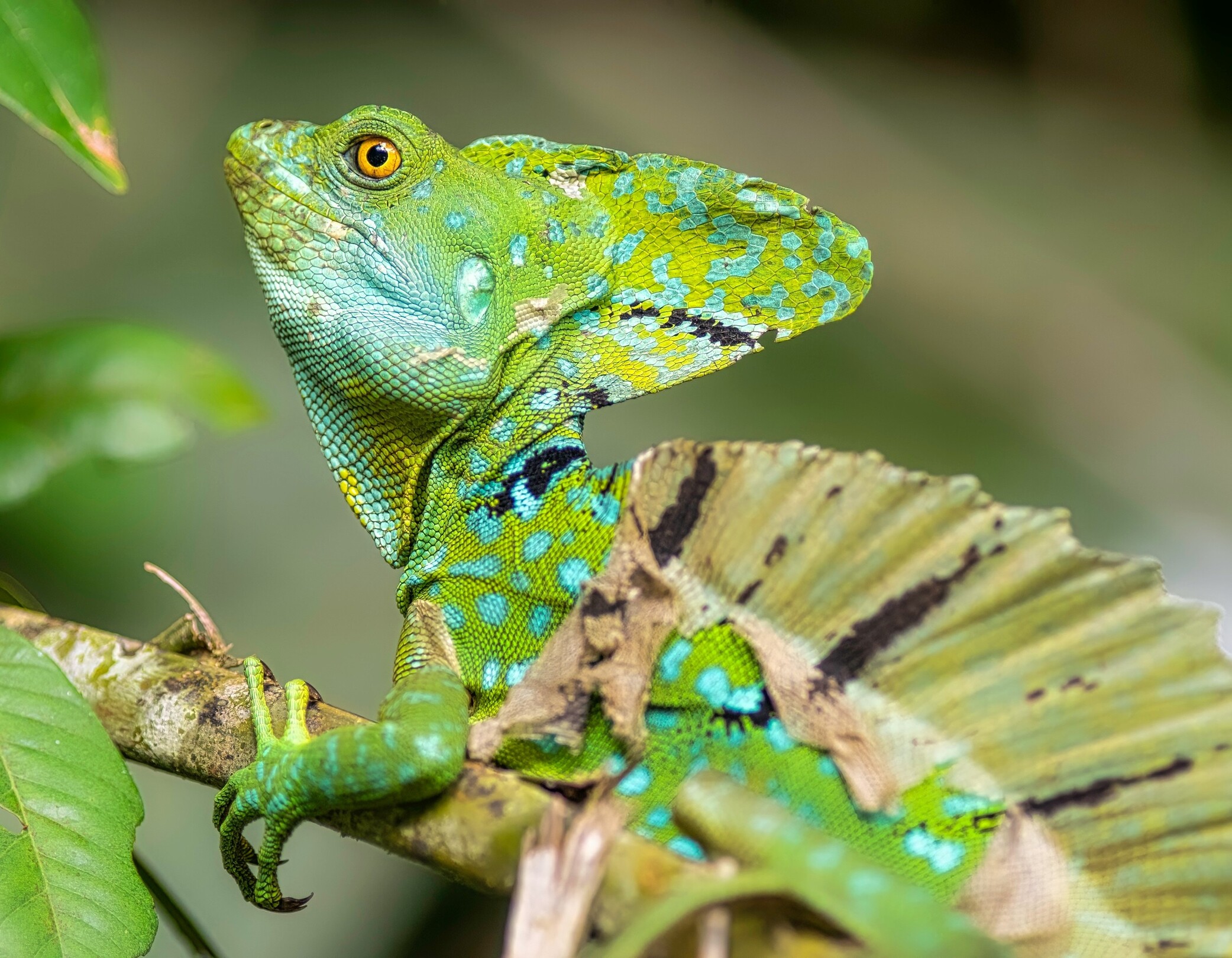 Tortuguero Green Basilicus - featured
