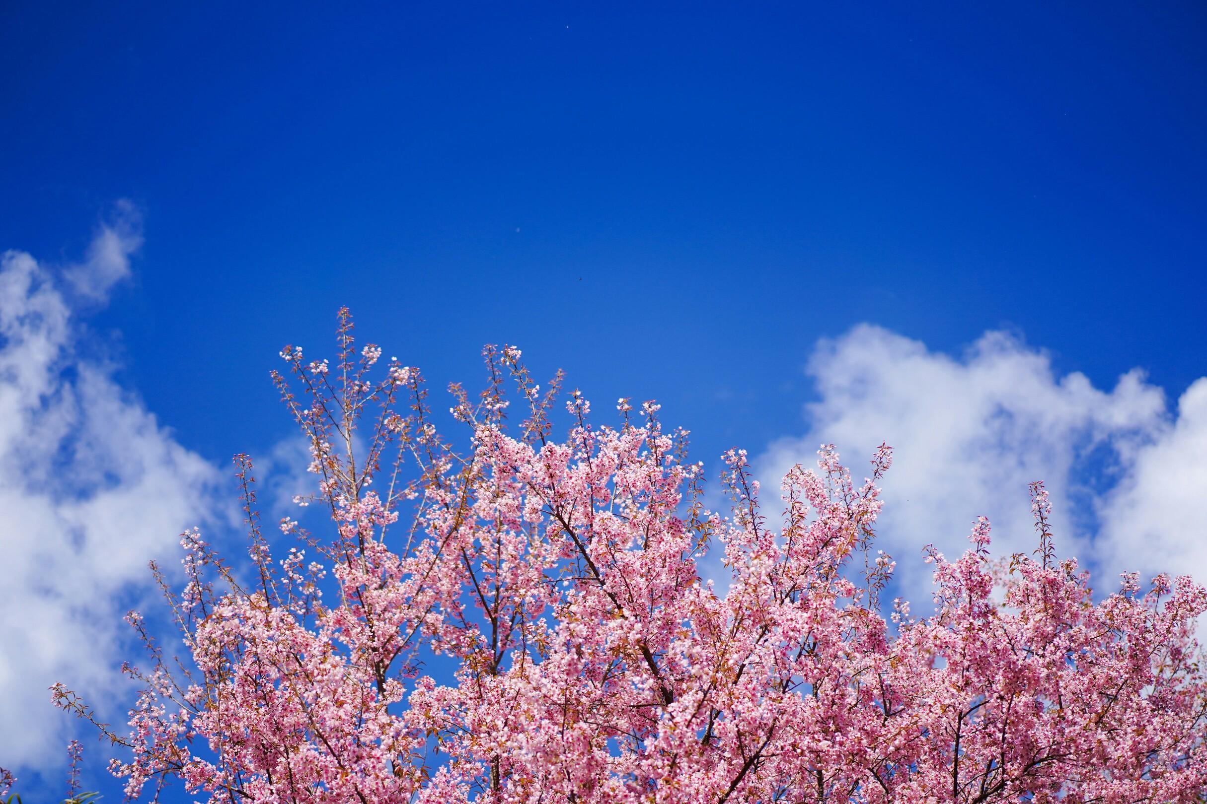 Chiang Mai cherry blossoms - featured