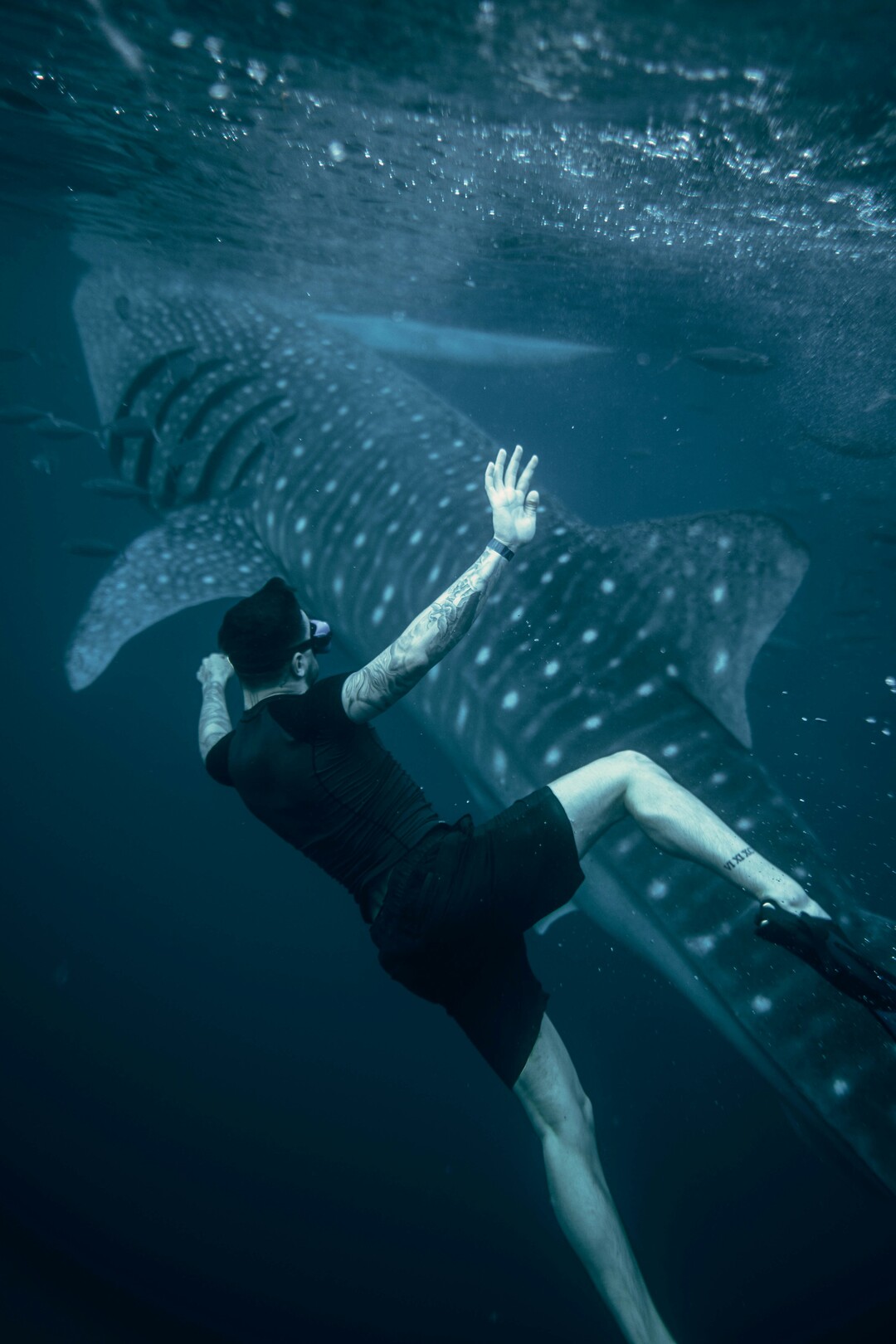 whale shark snorkeling generic