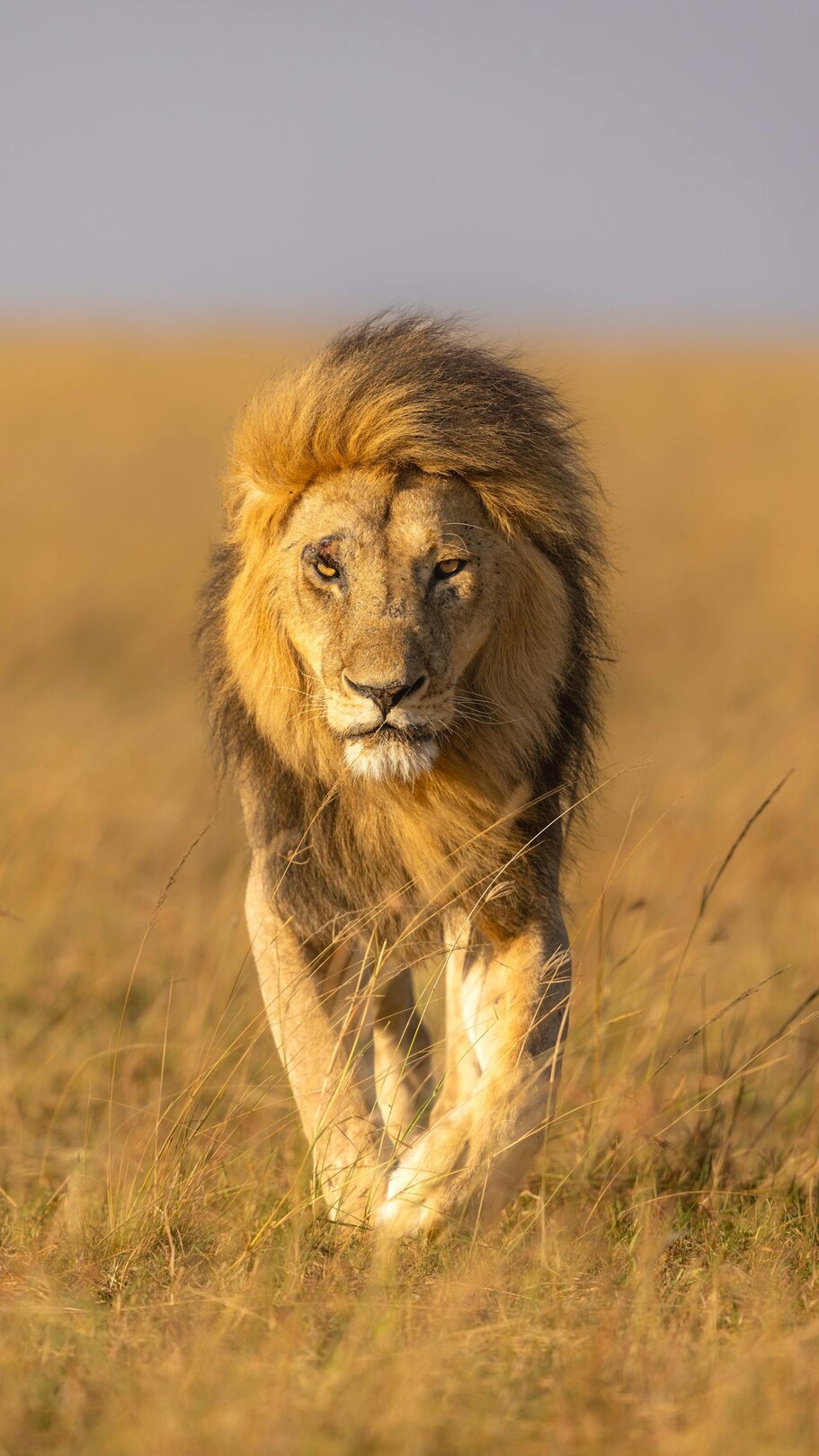 Masai Mara - lion