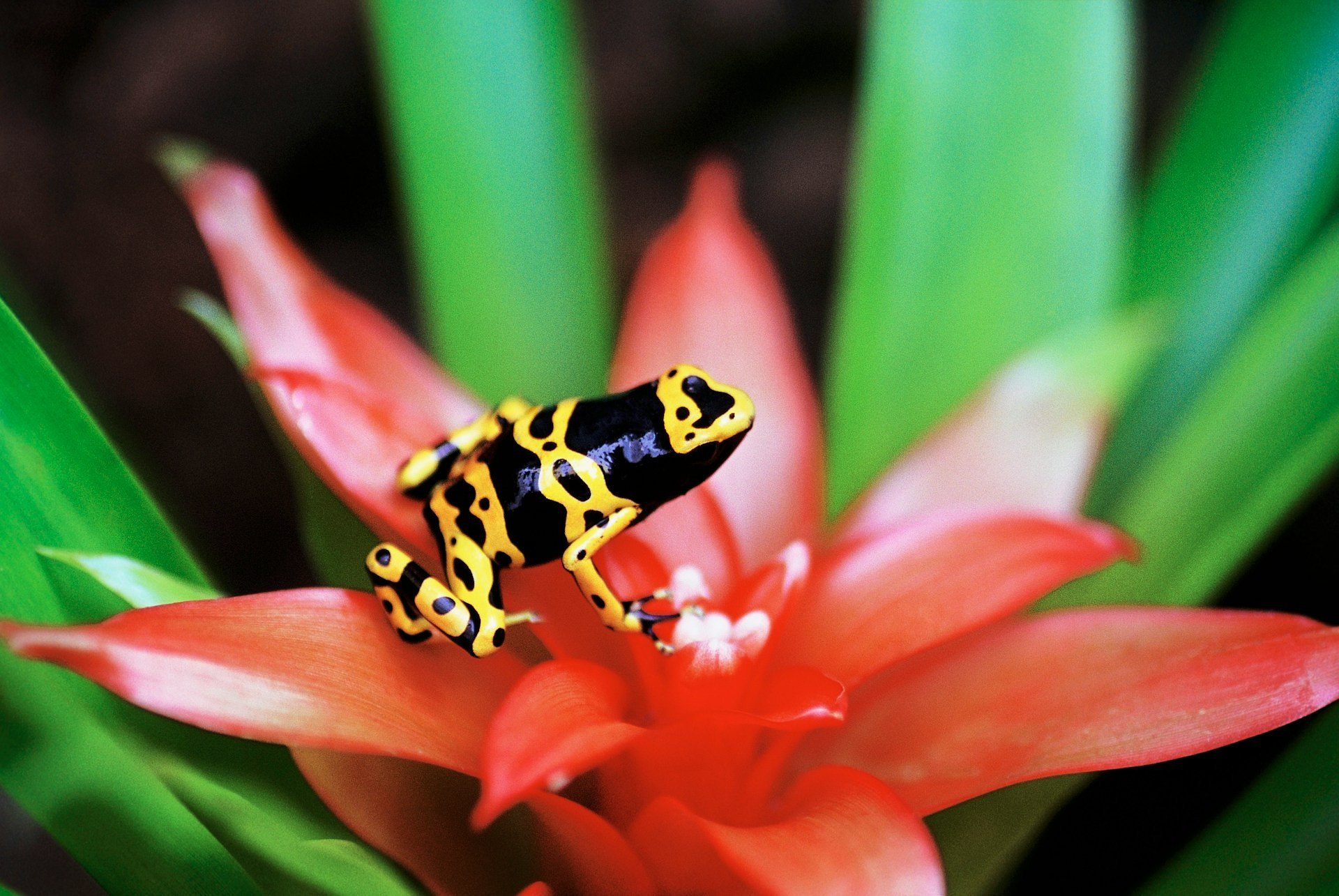Poison dart frog - feature