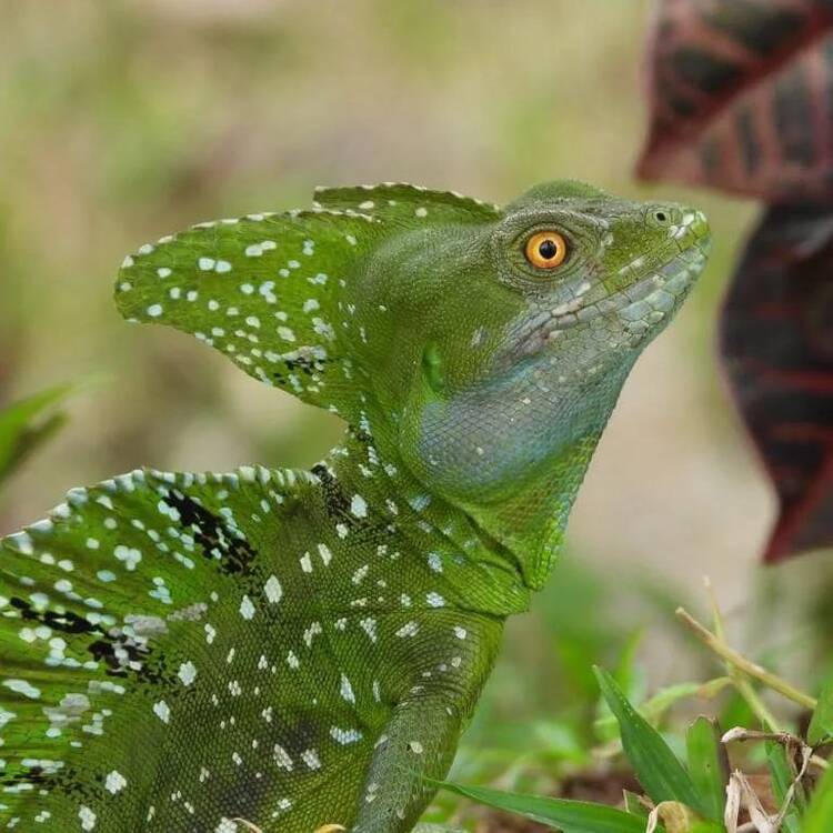 Finca Wildlife