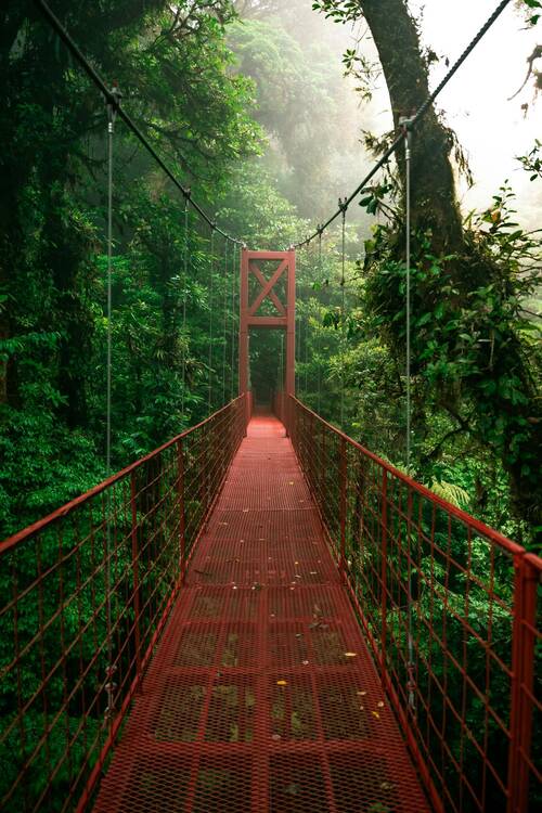 Hanging bridges (Monte Verde, CR)