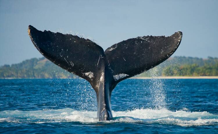 Whale tale
