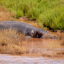 Aquila Hippos