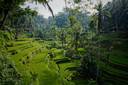 Tegallalang Rice Terrace