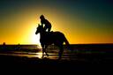 Sunset Horse