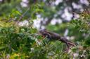 Lizard Puerto Viejo