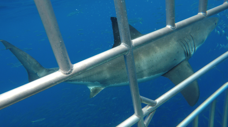 Shark cage diving