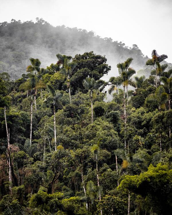 Amazon Peru