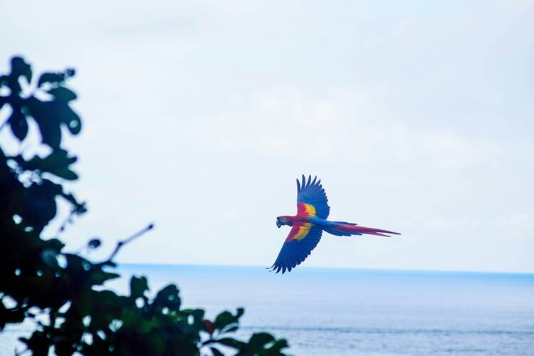 Macaw flight - featured