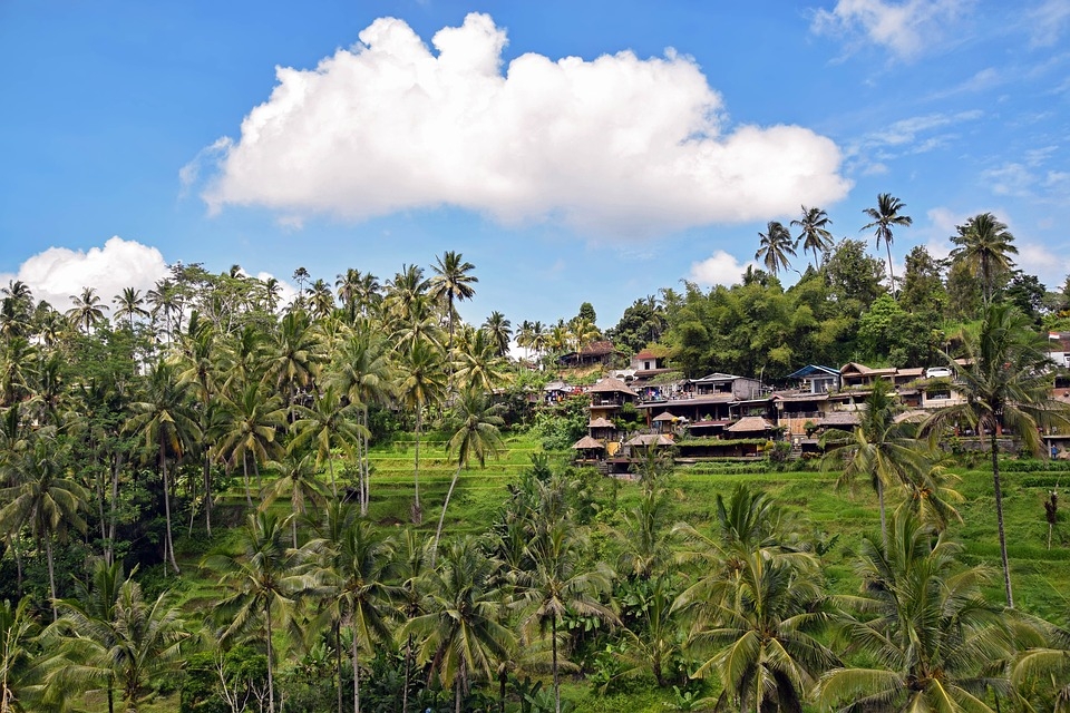 Bali Ubud View