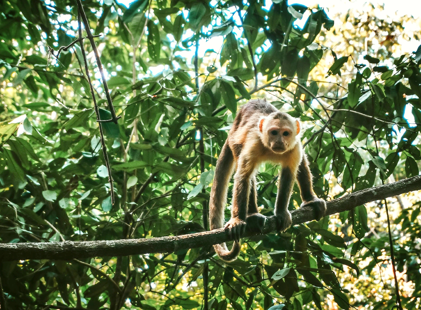 Wildlife in Manaus