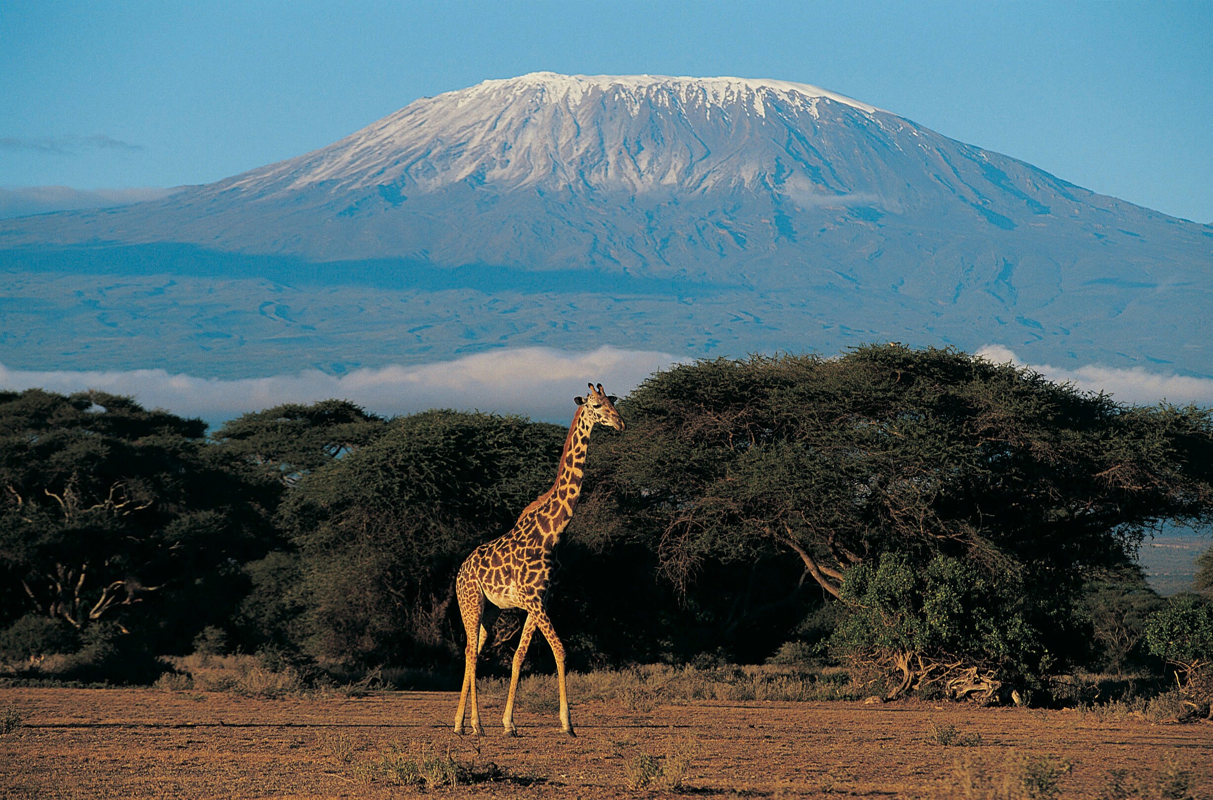 Kilimanjaro view - featured