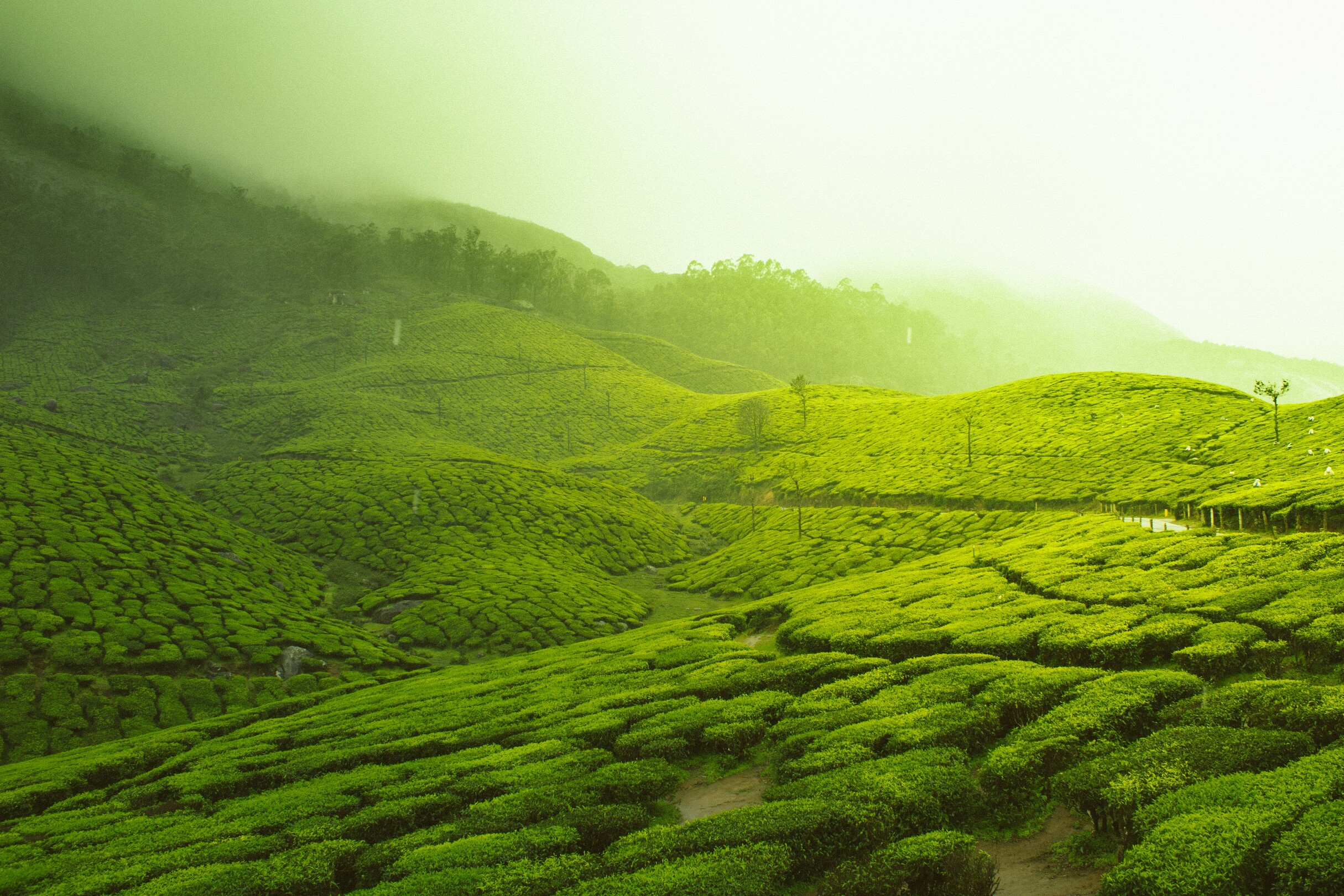Tea Gardens of Munnar Feature