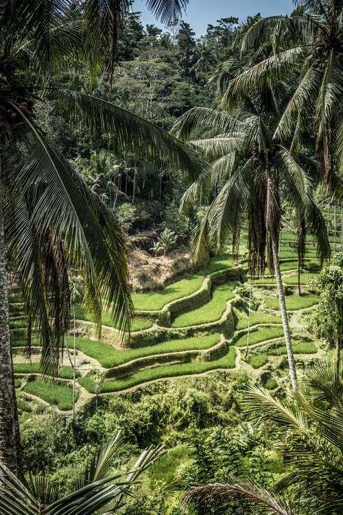 Tegallalang
