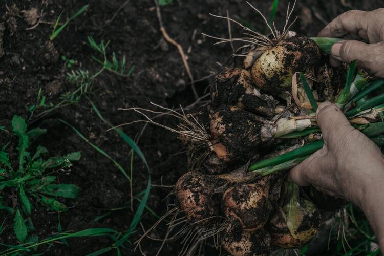 Arenal Vida Campesina
