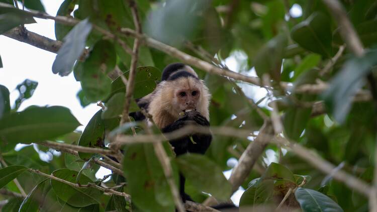 Cahuita National Park