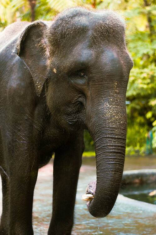 Elephant - Bali